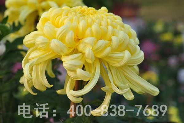 黄色菊花